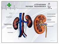 Стенд "Строение почки человека" - fgospostavki.ru - Тольятти