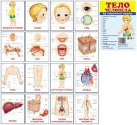 Раздаточные карточки "Тело человека" - fgospostavki.ru - Тольятти