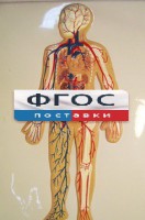 Модель барельефная "Кровеносная система человека" - fgospostavki.ru - Тольятти