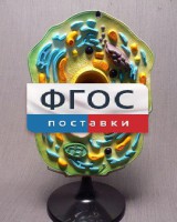 Модель "Клетка растения" - fgospostavki.ru - Тольятти