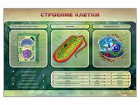 Электрифицированный стенд "Строение клетки" с маркерными полями - fgospostavki.ru - Тольятти
