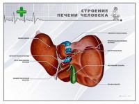 Стенд "Строение печени человека" - fgospostavki.ru - Тольятти