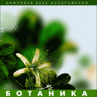 Ботаника. (Цифровая база изображений) - fgospostavki.ru - Тольятти