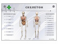 Электрифицированный стенд-тренажер "Скелетон" - fgospostavki.ru - Тольятти