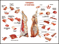 Таблица "Правила разделки мясных туш. Говядина и телятина" (100х140 сантиметров, винил) - fgospostavki.ru - Тольятти