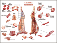Таблица "Правила разделки мясных туш. Баранина и ягнятина" (100х140 сантиметров, винил) - fgospostavki.ru - Тольятти