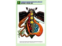 Рельефная таблица "Внутреннее строение жука" (формат А1, матовое ламинирование) - fgospostavki.ru - Тольятти