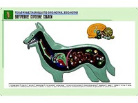 Рельефная таблица "Внутреннее строение собаки" (формат А1, матовое ламинирование) - fgospostavki.ru - Тольятти