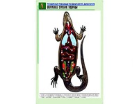 Рельефная таблица "Внутреннее строение ящерицы" (формат А1, матовое ламинирование) - fgospostavki.ru - Тольятти