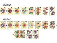 Модель-аппликация "Деление клетки. Митоз и мейоз" (ламинированная) - fgospostavki.ru - Тольятти
