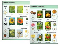 Коллекция "Семена и плоды" - fgospostavki.ru - Тольятти