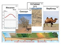 Модель-аппликация "Природные зоны" - fgospostavki.ru - Тольятти