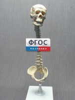 Модель "Позвоночник с черепом и тазом" - fgospostavki.ru - Тольятти