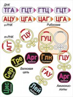 Модель-аппликация Биосинтез белка - fgospostavki.ru - Тольятти