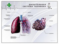 Стенд "Дыхательная система человека" - fgospostavki.ru - Тольятти