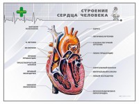 Стенд "Строение сердца человека" - fgospostavki.ru - Тольятти