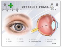 Интерактивный стенд "Строение глаза" - fgospostavki.ru - Тольятти