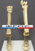 Скелет конечности лошади (передняя и задняя) на подставке - fgospostavki.ru - Тольятти