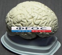 Модель "Мозг в разрезе" (белый) - fgospostavki.ru - Тольятти