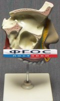 Модель "Разрез носоглотки" - fgospostavki.ru - Тольятти