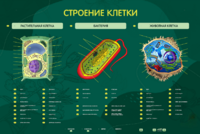 Электрифицированный стенд "Строение клетки" с маркерными полями - fgospostavki.ru - Тольятти