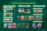 Электрифицированный стенд "Уровни организации жизни" - fgospostavki.ru - Тольятти