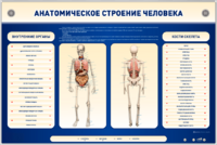Электрифицированный стенд-тренажер c макетом скелета "Анатомическое строение человека" - fgospostavki.ru - Тольятти