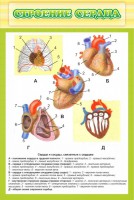 Стенд "Строение сердца" - fgospostavki.ru - Тольятти