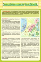 Стенд "Биосинтез белка" - fgospostavki.ru - Тольятти