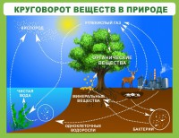 Стенд "Круговорот веществ" - fgospostavki.ru - Тольятти