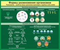 Стенд "Формы размножения организмов" - fgospostavki.ru - Тольятти