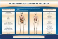 Электрифицированный стенд-тренажер c макетом скелета "Анатомическое строение человека" - fgospostavki.ru - Тольятти