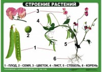 Комплект таблиц "Ознакомление с окружающим миром 1-4 класс" - fgospostavki.ru - Тольятти