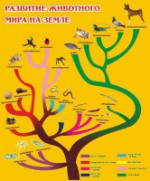 Стенд "Развитие животного мира на земле" - fgospostavki.ru - Тольятти