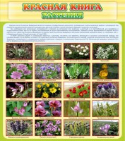 Стенд "Красная книга - растения" - fgospostavki.ru - Тольятти