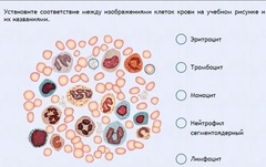 Интерактивные курсы. Биология 11 класс. Расширенный. - fgospostavki.ru - Тольятти