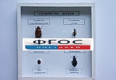 Коллекция "Семейство жуков" - fgospostavki.ru - Тольятти