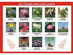 Таблица демонстрационная "Растения Красной книги" (винил 70*100) - fgospostavki.ru - Тольятти