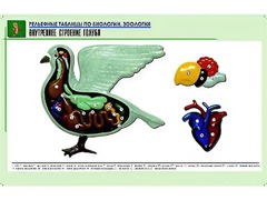 Рельефная таблица "Внутреннее строение голубя" (формат А1, матовое ламинирование) - fgospostavki.ru - Тольятти