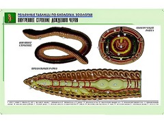 Рельефная таблица "Внутреннее строение дождевого червя" (формат А1, матовое ламинирование) - fgospostavki.ru - Тольятти