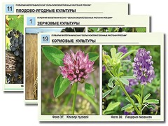 Гербарий фотографический "Сельскохозяйственные растения России" - fgospostavki.ru - Тольятти