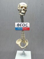 Модель "Позвоночник с черепом и тазом" - fgospostavki.ru - Тольятти