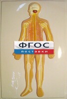 Модель барельефная "Нервная система человека" - fgospostavki.ru - Тольятти