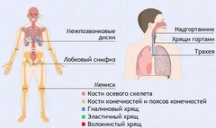 Интерактивные курсы. Биология 9 класс. Базовый. - fgospostavki.ru - Тольятти