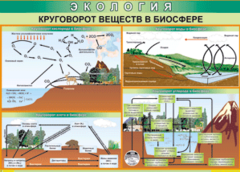 Таблица "Круговорот веществ в биосфере" (100х140 сантиметров, винил) - fgospostavki.ru - Тольятти