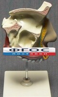 Модель "Разрез носоглотки" - fgospostavki.ru - Тольятти