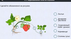 Интерактивные курсы. Биология 7 класс. Расширенный. - fgospostavki.ru - Тольятти