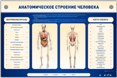 Электрифицированный стенд-тренажер c макетом скелета "Анатомическое строение человека" - fgospostavki.ru - Тольятти