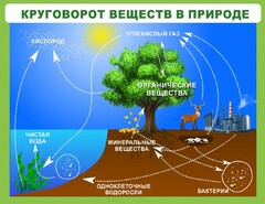 Стенд "Круговорот веществ" - fgospostavki.ru - Тольятти