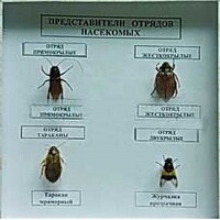 Коллекция энтомологическая "Представители отряда насекомых" - fgospostavki.ru - Тольятти